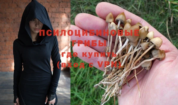 прущие грибы Аркадак